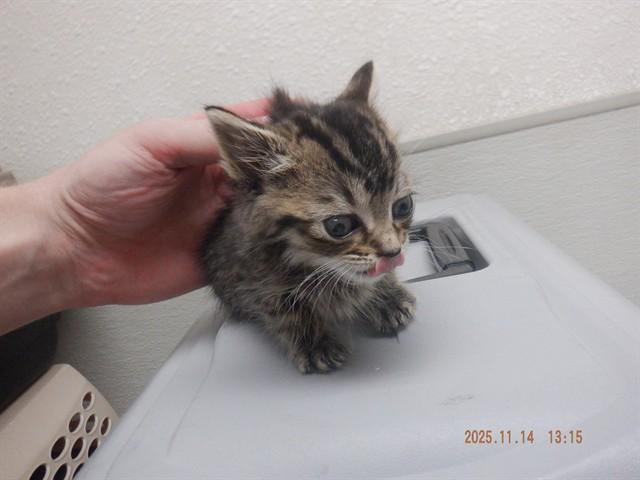 SKITTLES, Adoptable, Kitten Female Domestic Short Hair & Domestic Short Hair.