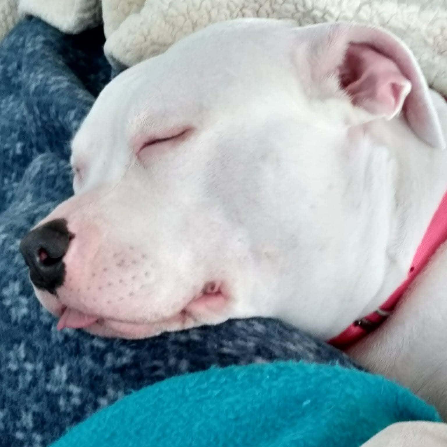 Enlarge LILY - URGENTLY SEEKING FOSTER OR ADOPTER, an adopted Pit Bull Terrier in Hartford, CT image 2/5