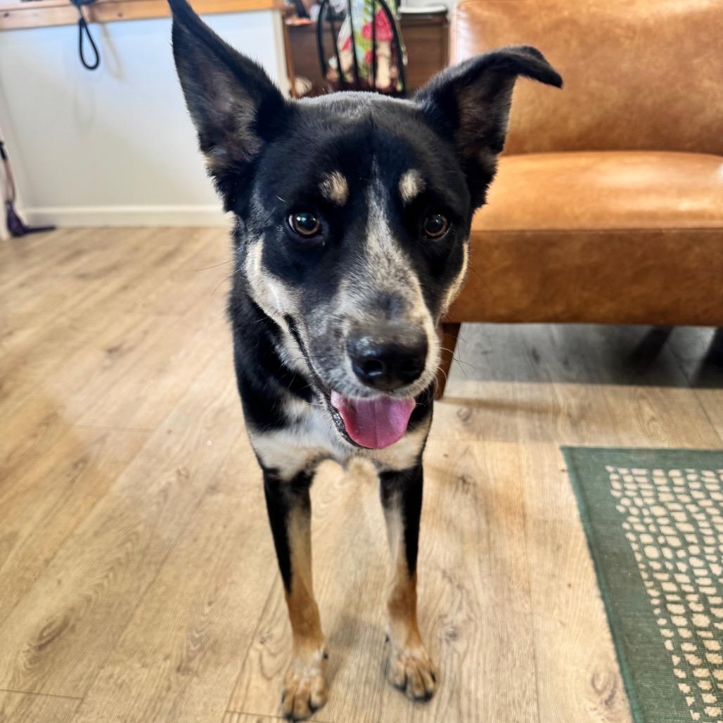 ROGAN (703), Adoptable, Adult Male Cattle Dog.