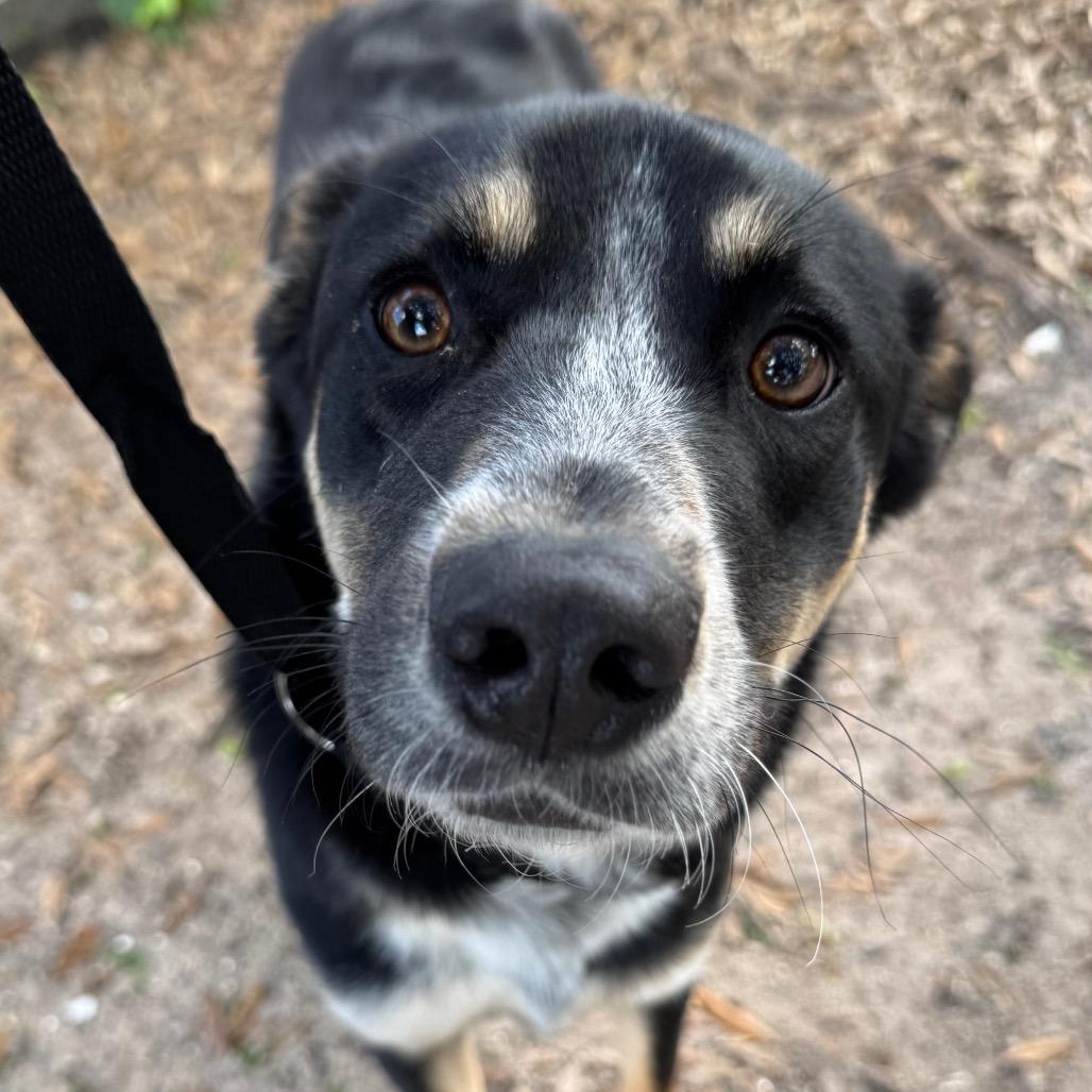 Enlarge ROGAN (703), a Adoptable Cattle Dog in Indiantown, FL image 2/5