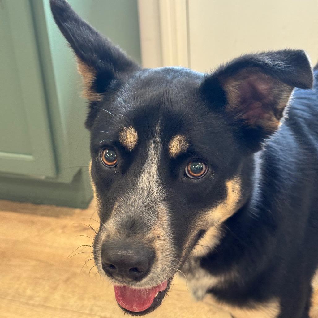 Enlarge ROGAN (703), a Adoptable Cattle Dog in Indiantown, FL image 4/5