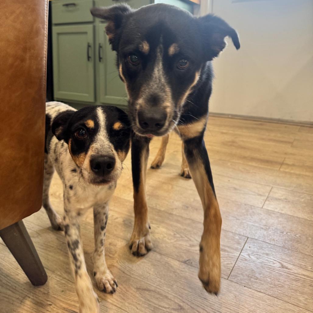 Enlarge ROGAN (703), a Adoptable Cattle Dog in Indiantown, FL image 5/5