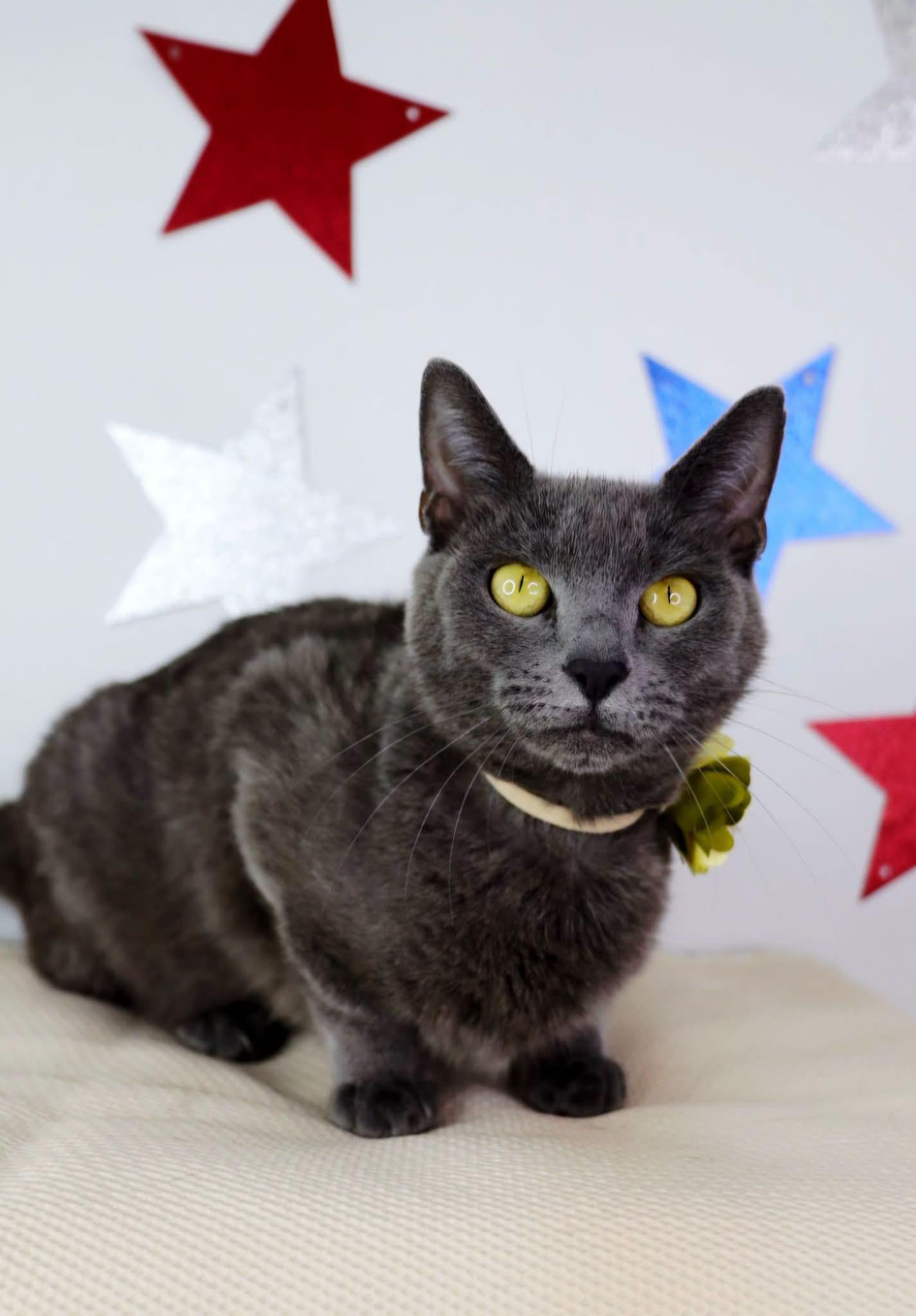 Lady Bird, ADOPTABLE, Adult Female Domestic Short Hair.