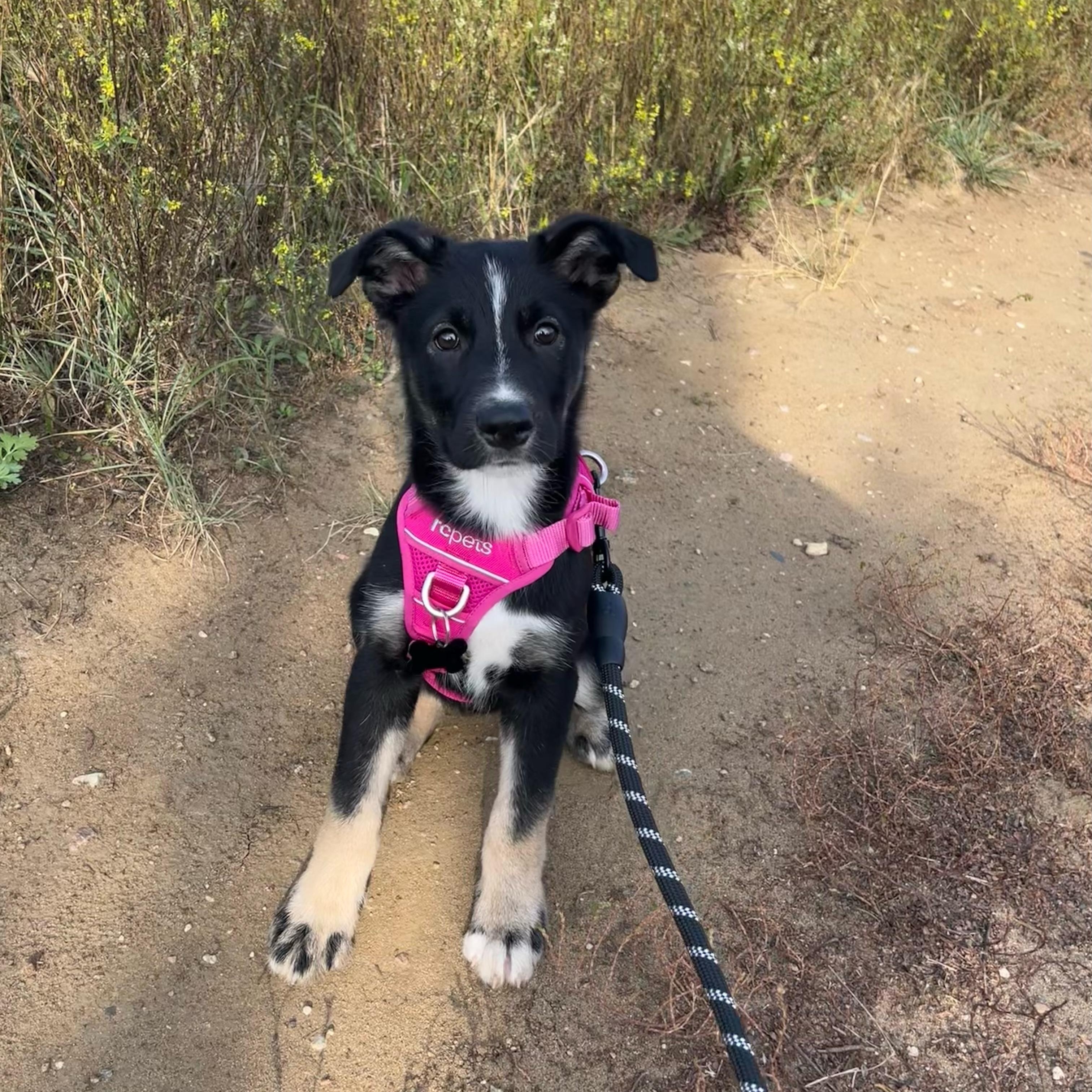 Cher, an adoptable Mixed Breed in Saskatoon, SK, S7H 0W2 | Photo Image 1