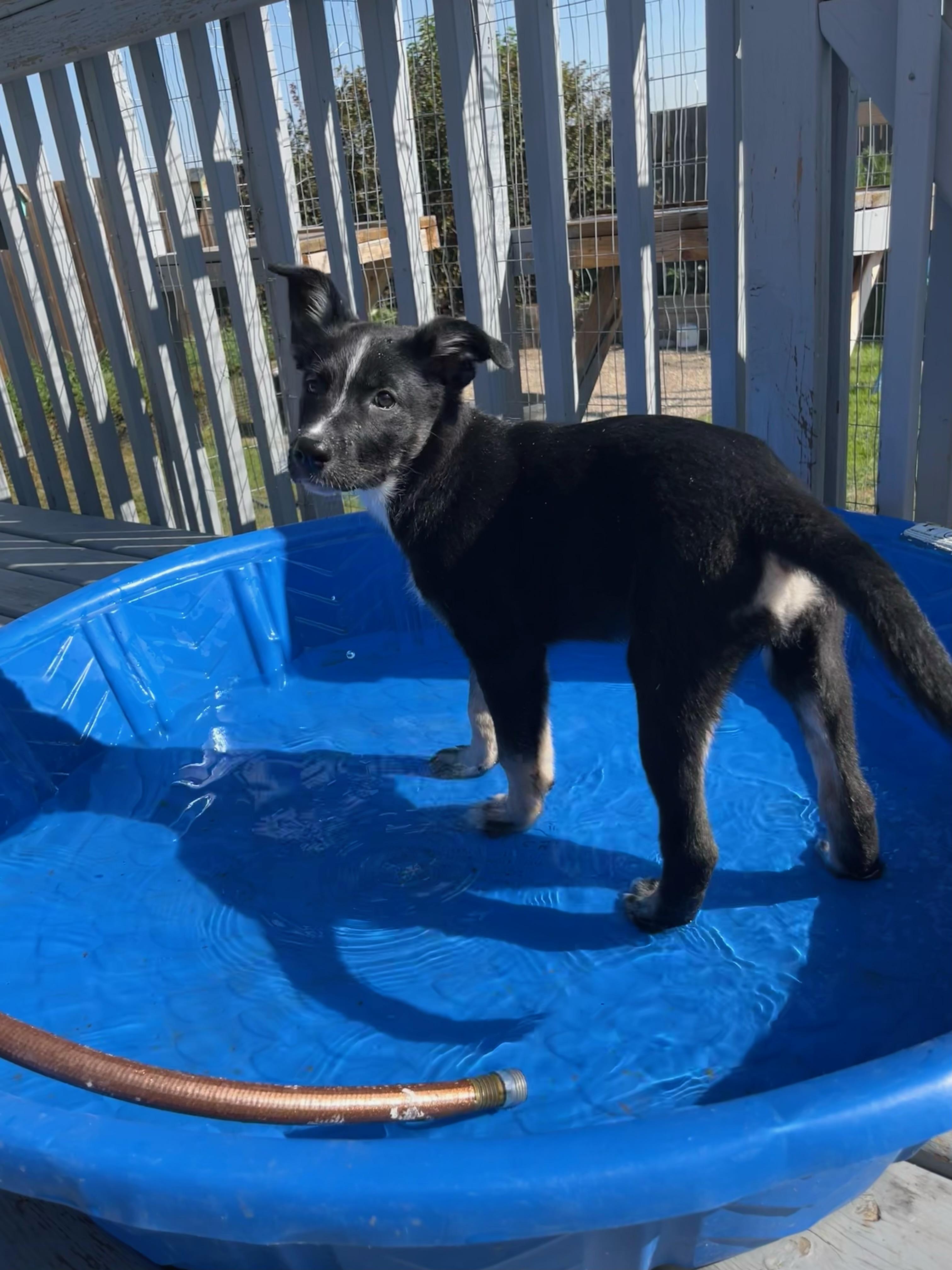 Cher, an adoptable Mixed Breed in Saskatoon, SK, S7H 0W2 | Photo Image 3