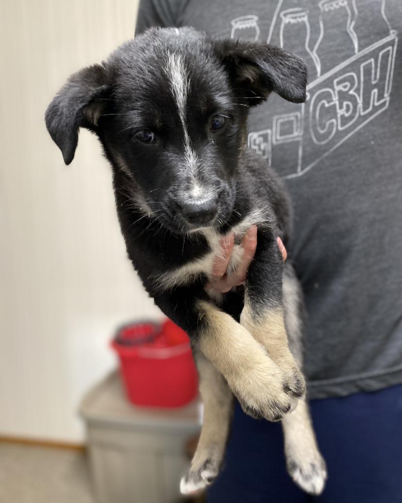 Cher, an adoptable Mixed Breed in Saskatoon, SK, S7H 0W2 | Photo Image 2