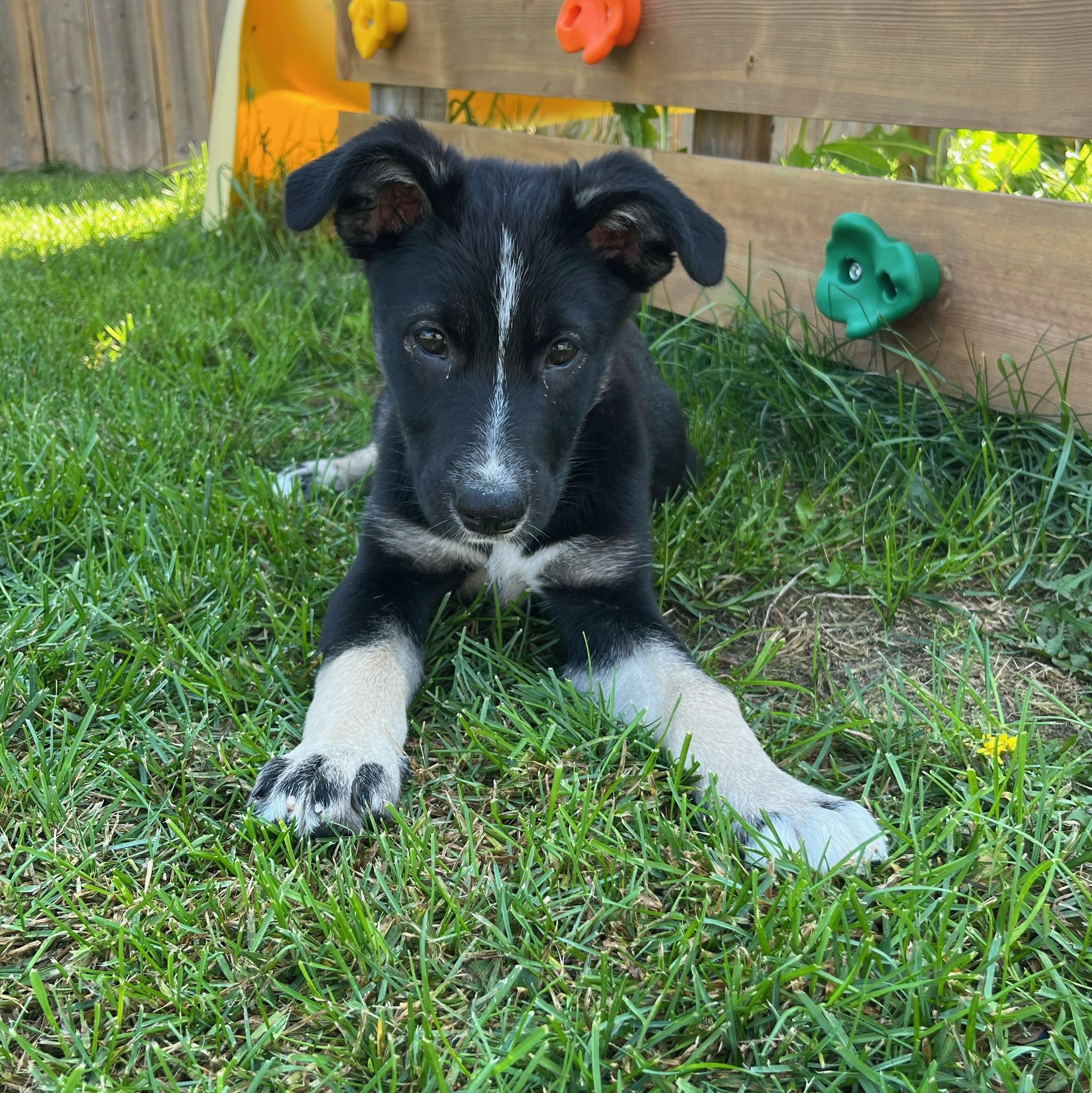 Cher, an adoptable Mixed Breed in Saskatoon, SK, S7H 0W2 | Photo Image 4