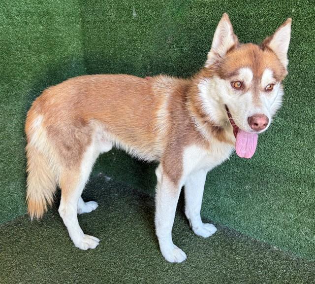 Enlarge BROWNIE, a Adoptable Siberian Husky in Lancaster, CA image 1/1