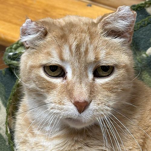 Enlarge Curley, a Adoptable Domestic Short Hair in Crystal Lake, IL image 1/5