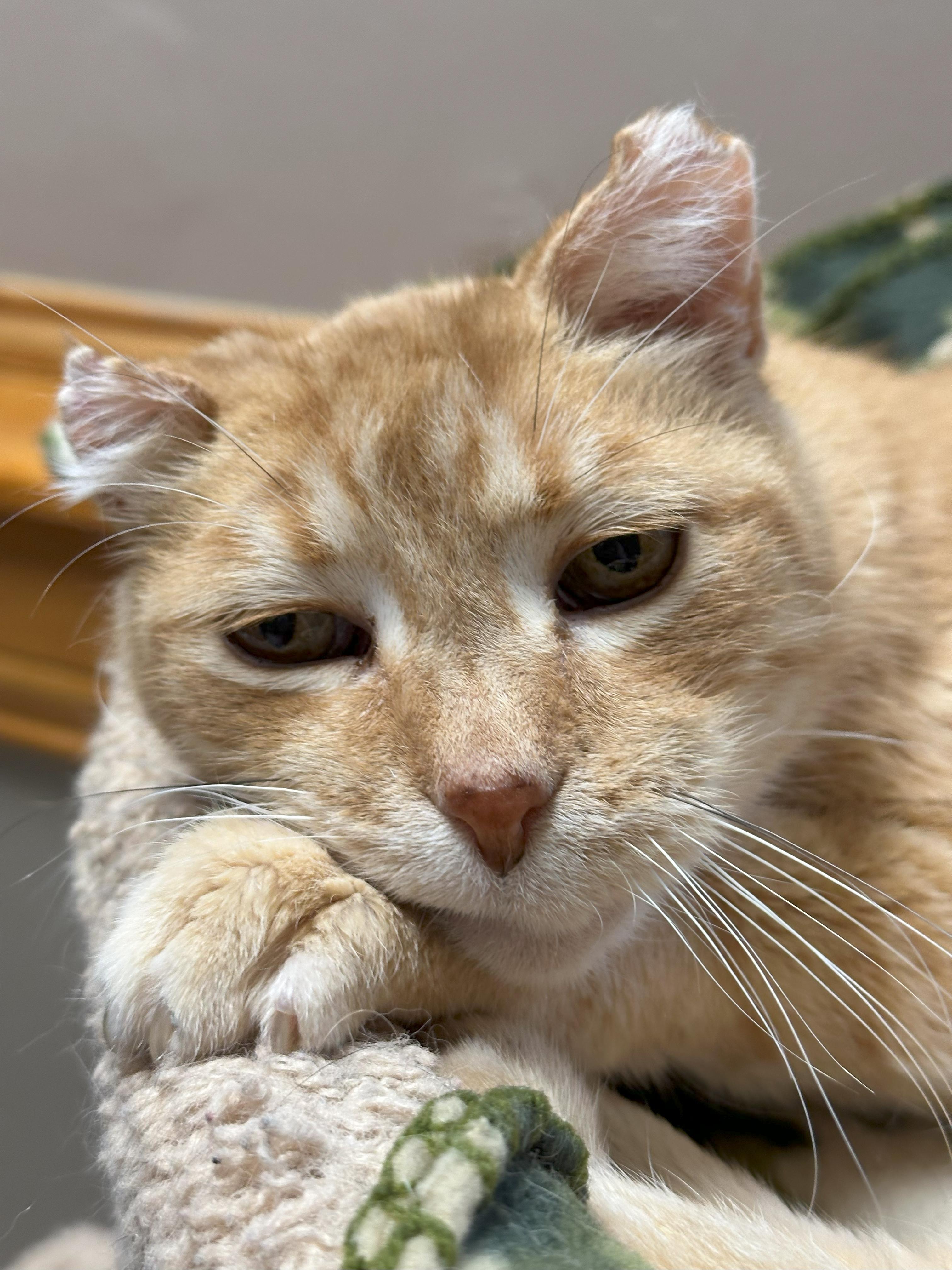 Enlarge Curley, a Adoptable Domestic Short Hair in Crystal Lake, IL image 3/5