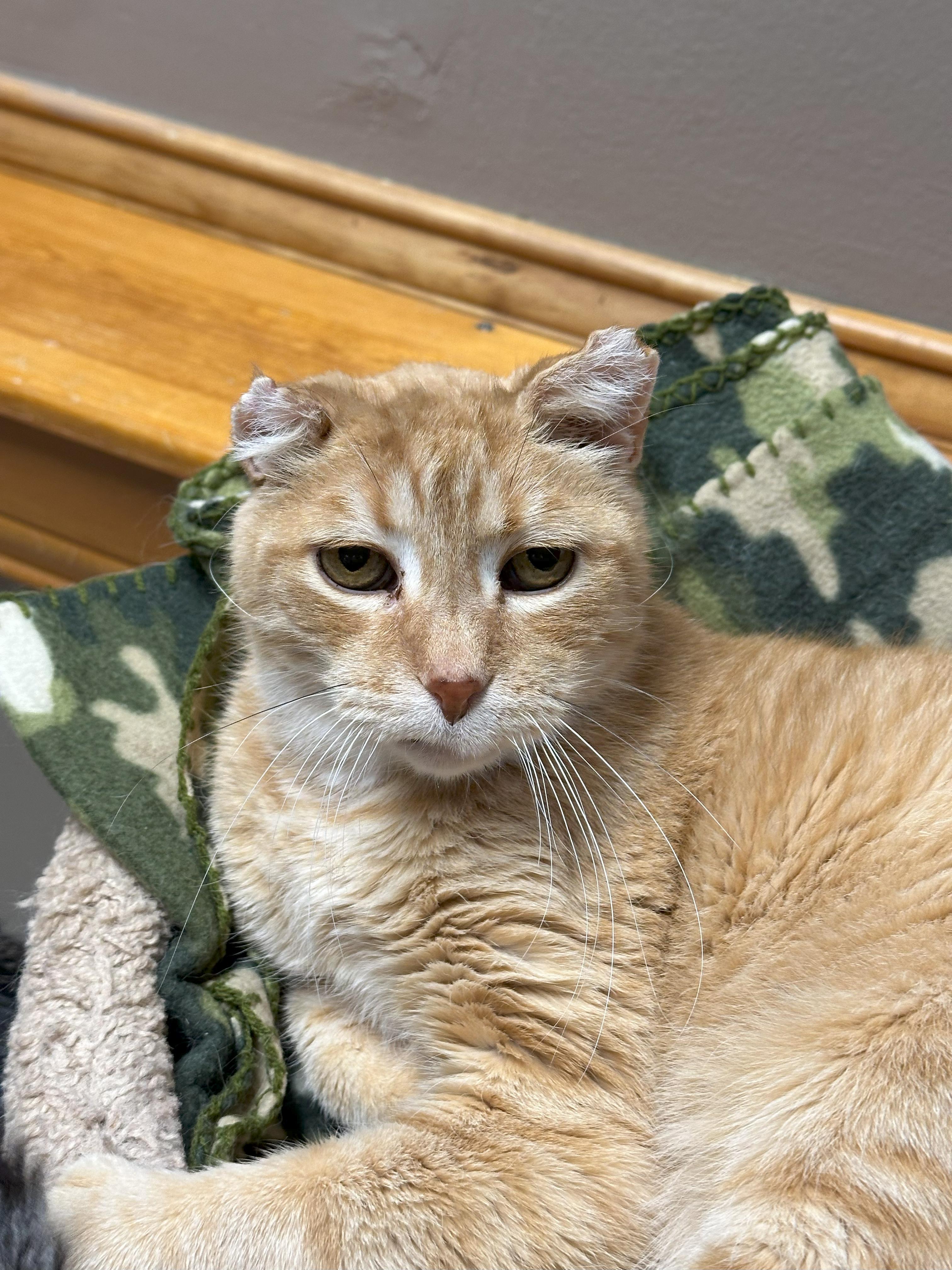 Enlarge Curley, a Adoptable Domestic Short Hair in Crystal Lake, IL image 4/5