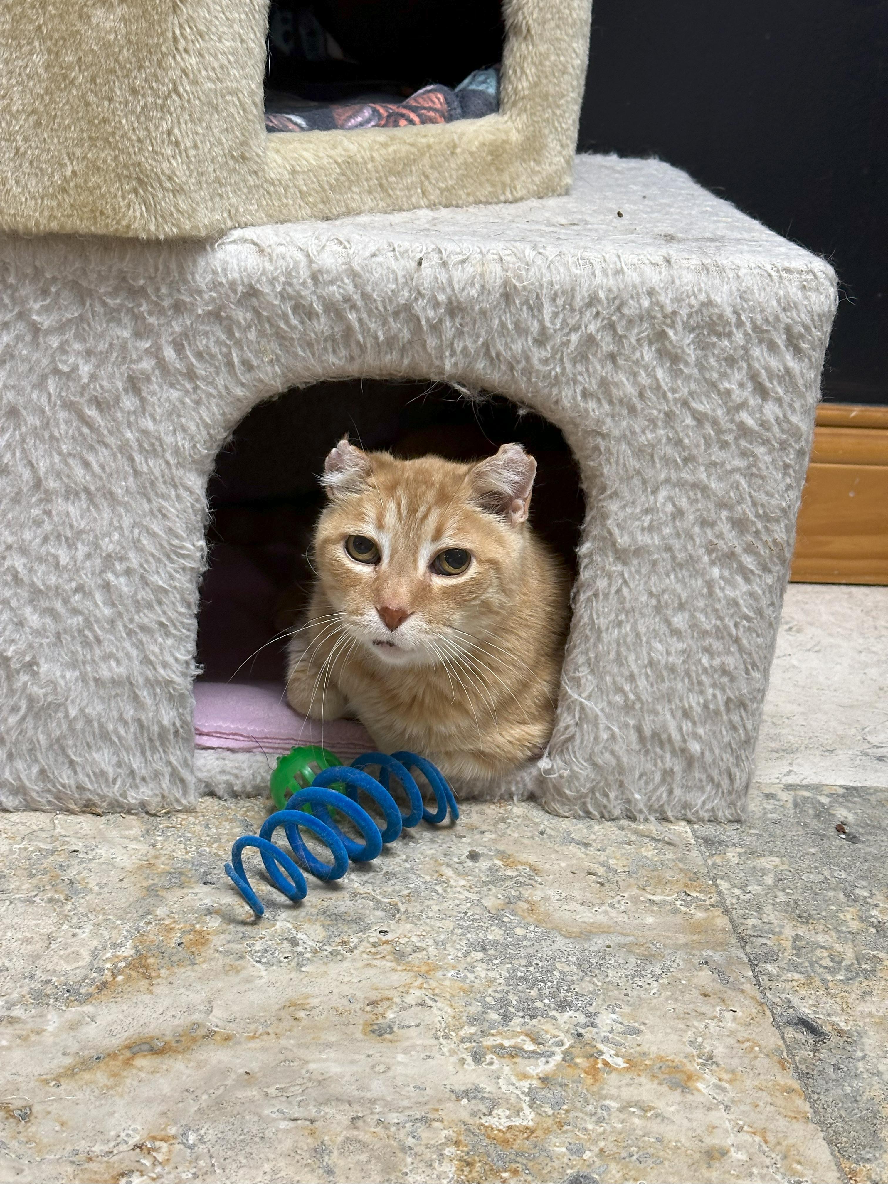 Enlarge Curley, a Adoptable Domestic Short Hair in Crystal Lake, IL image 2/5