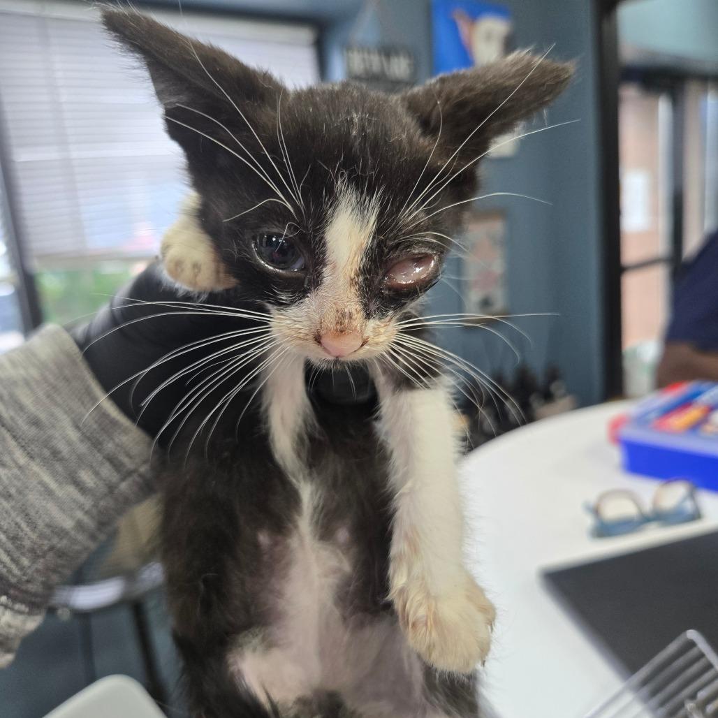 Capone, Adoptable, Kitten Female Domestic Short Hair.