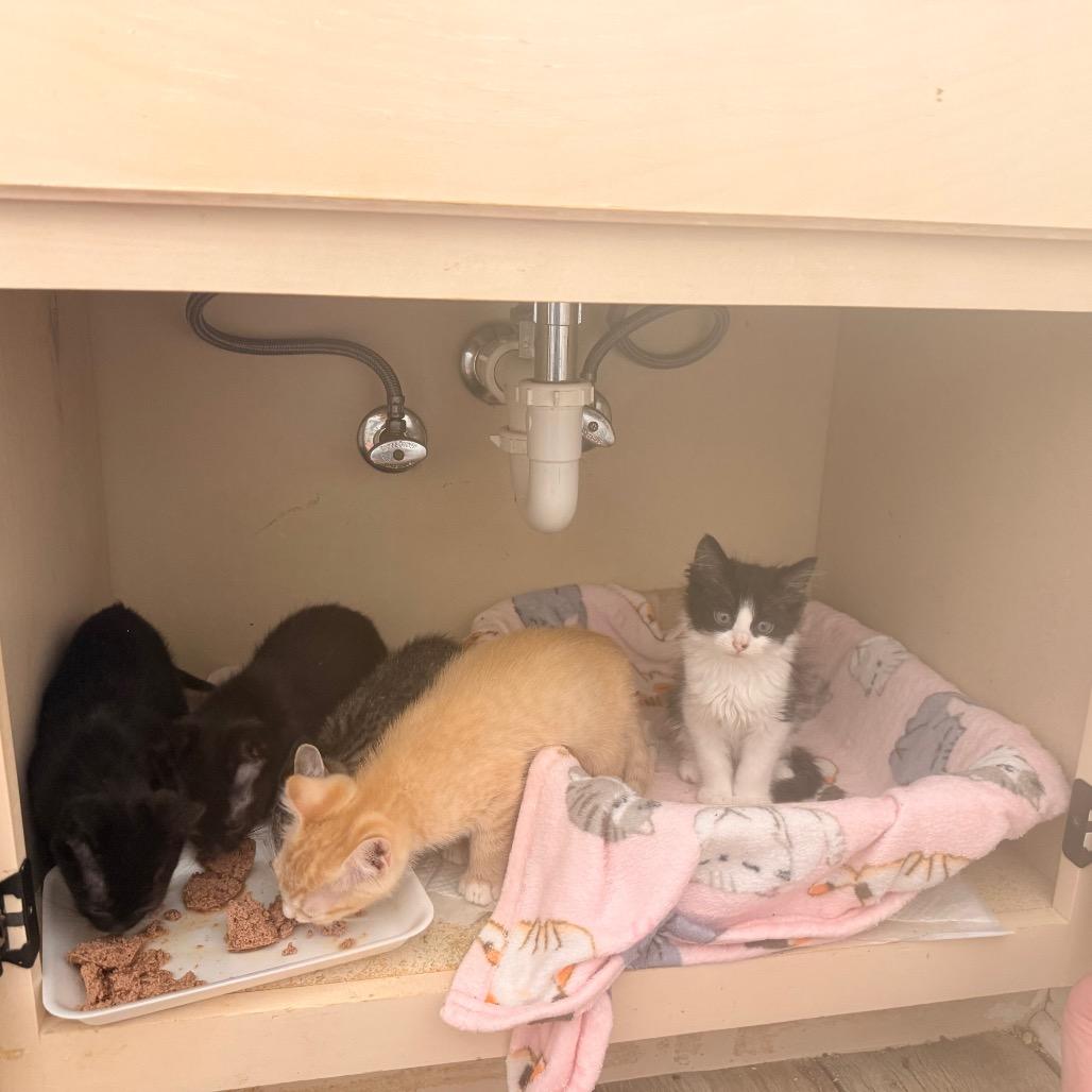 Rat Pack A26-036, Adoptable, Kitten Male Domestic Medium Hair & Domestic Short Hair.