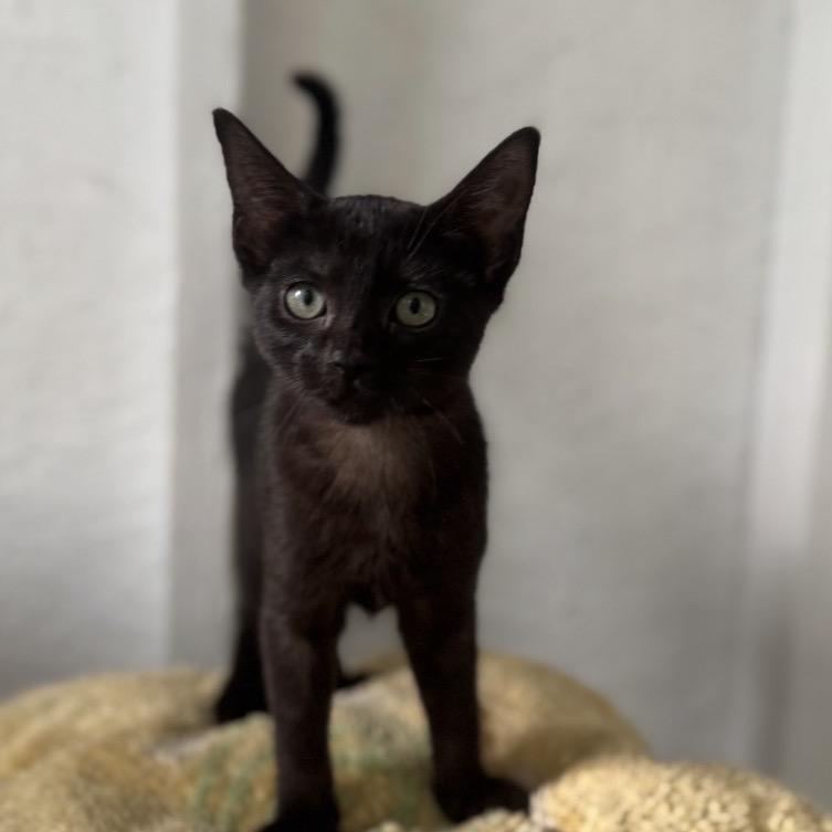 Enlarge Rat Pack A26-036, a Adoptable mixed breed in SANTA ROSA BEACH, FL image 2/3