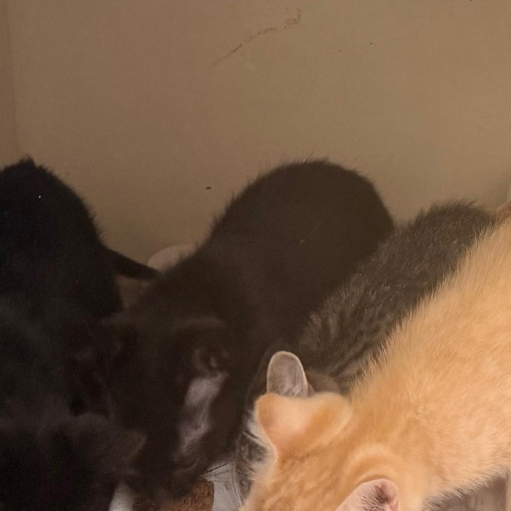 Enlarge Rat Pack A26-036, a Adoptable mixed breed in SANTA ROSA BEACH, FL image 3/3