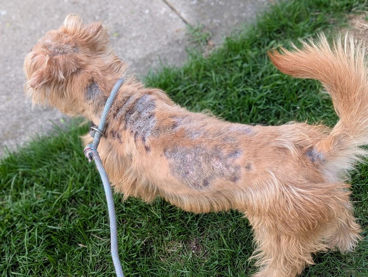 Enlarge Louie, a ADOPTABLE Mixed Breed in Alma, MI image 3/3