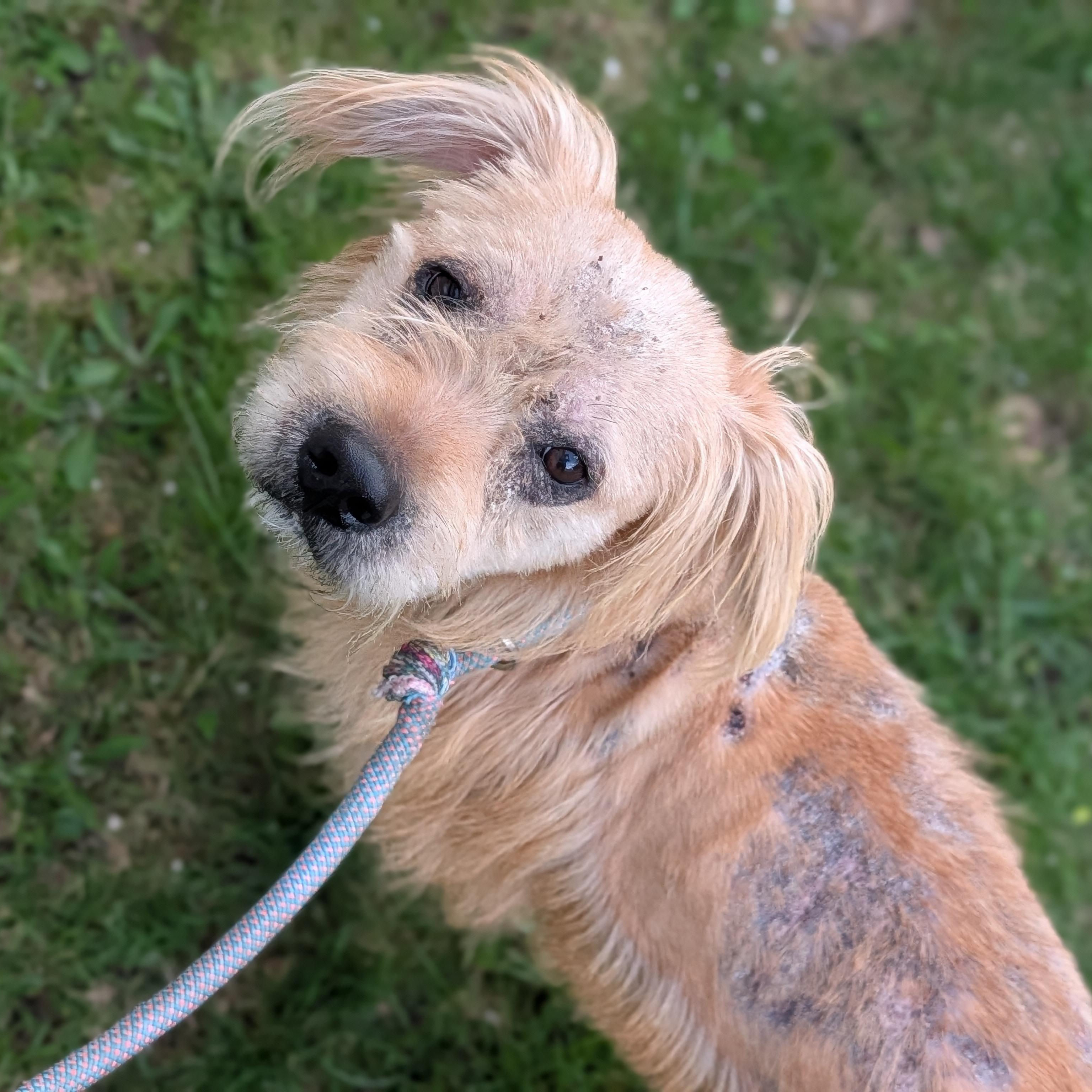 Enlarge Louie, a ADOPTABLE Mixed Breed in Alma, MI image 1/3