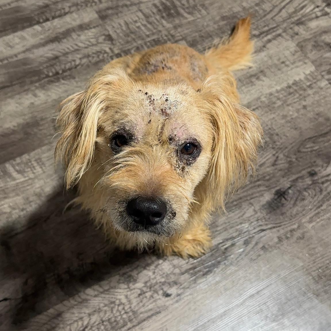 Enlarge Louie, a ADOPTABLE Mixed Breed in Alma, MI image 1/1