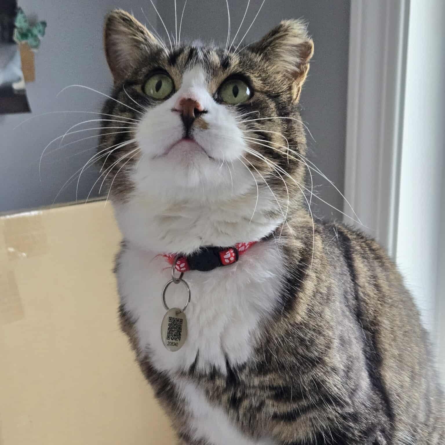 Jumeau, Adoptable, Adult Male Domestic Short Hair.