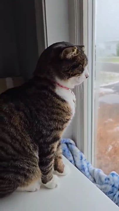 Enlarge Jumeau, a Adoptable Domestic Short Hair in Montreal, QC video 3/3