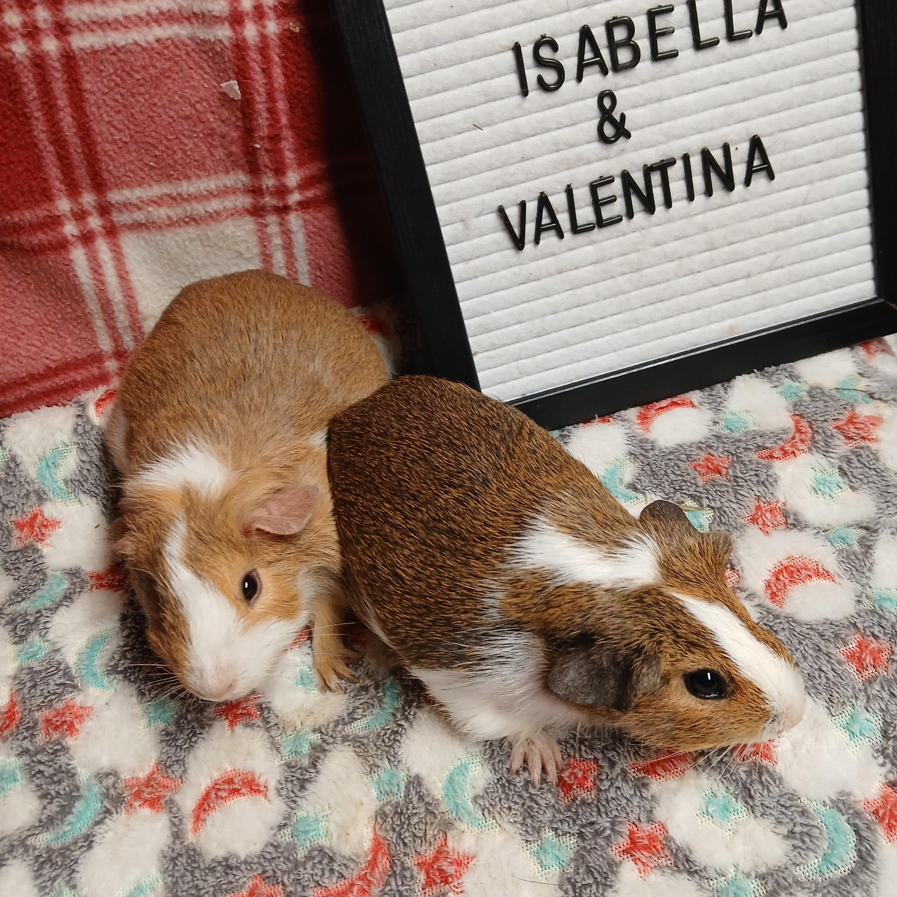 Enlarge Isabella and Valentina , an adoptable Short-Haired in Dearborn, MO image 1/6
