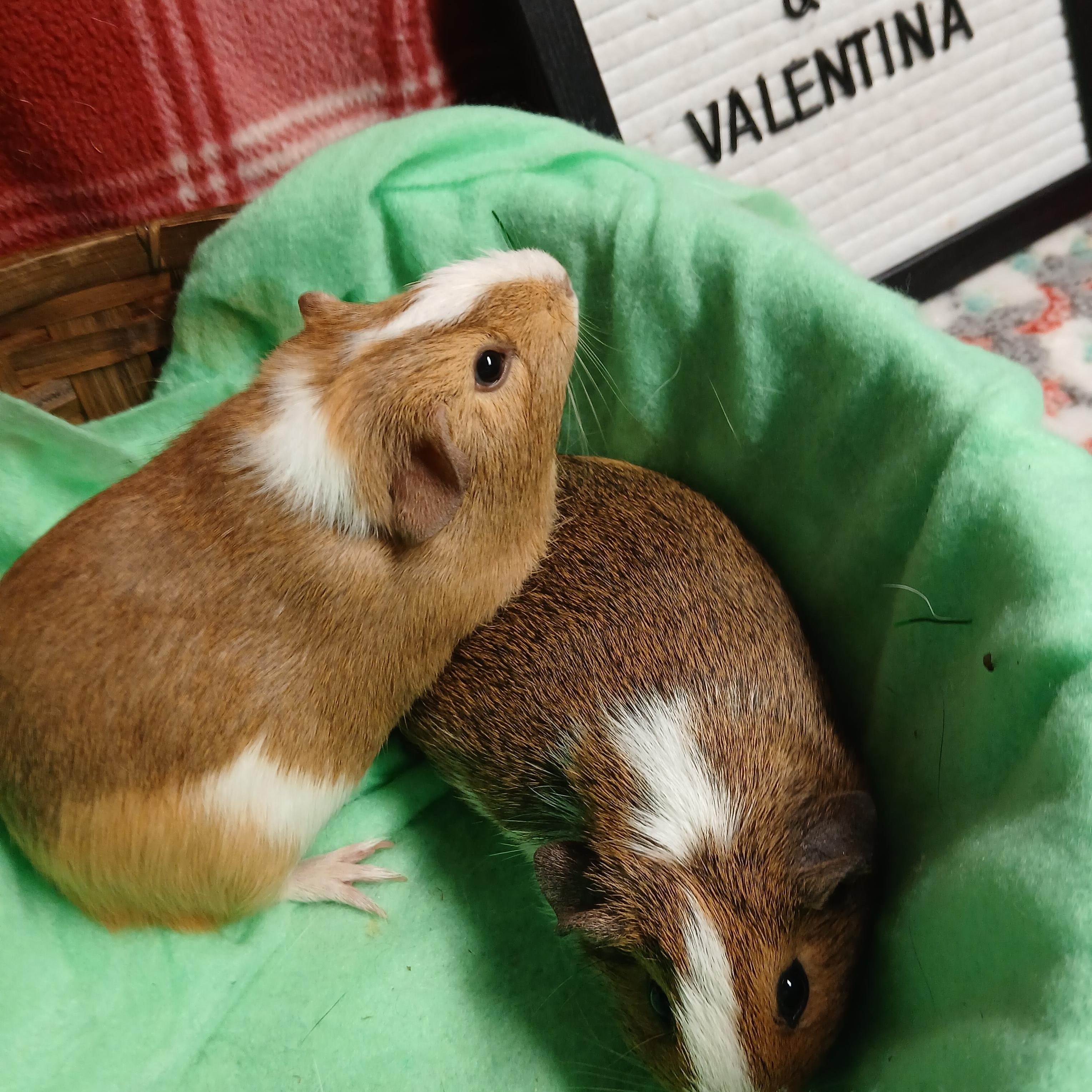 Enlarge Isabella and Valentina , an adoptable Short-Haired in Dearborn, MO image 3/6