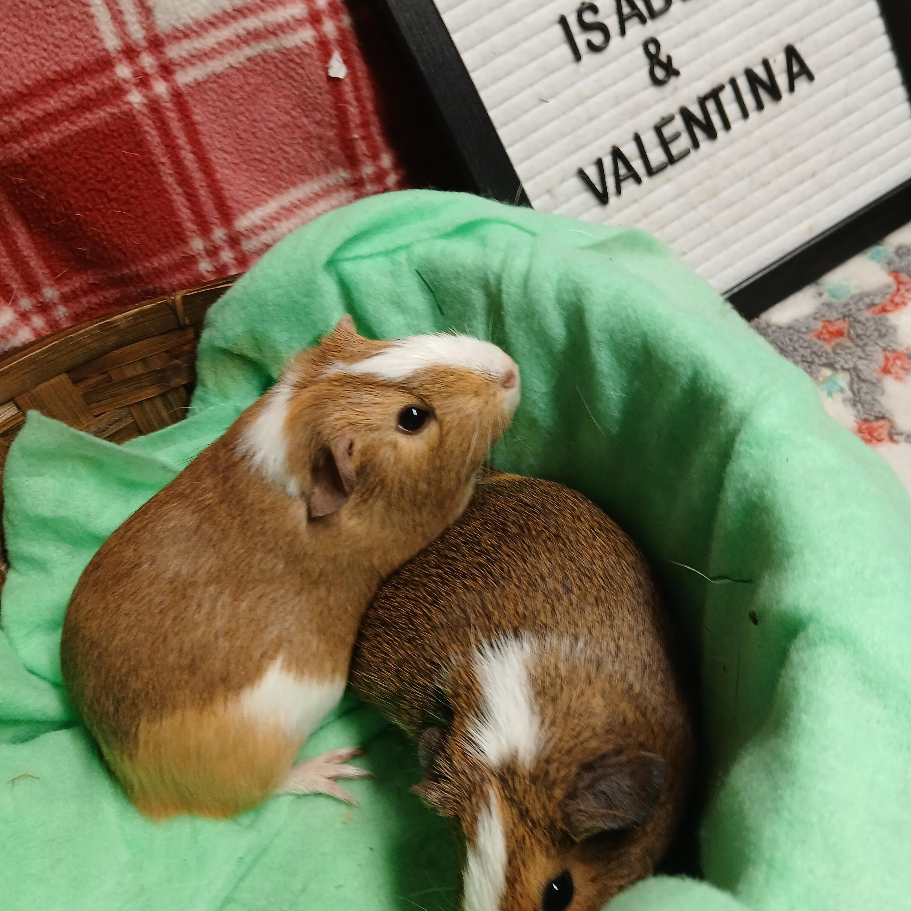 Enlarge Isabella and Valentina , an adoptable Short-Haired in Dearborn, MO image 4/6