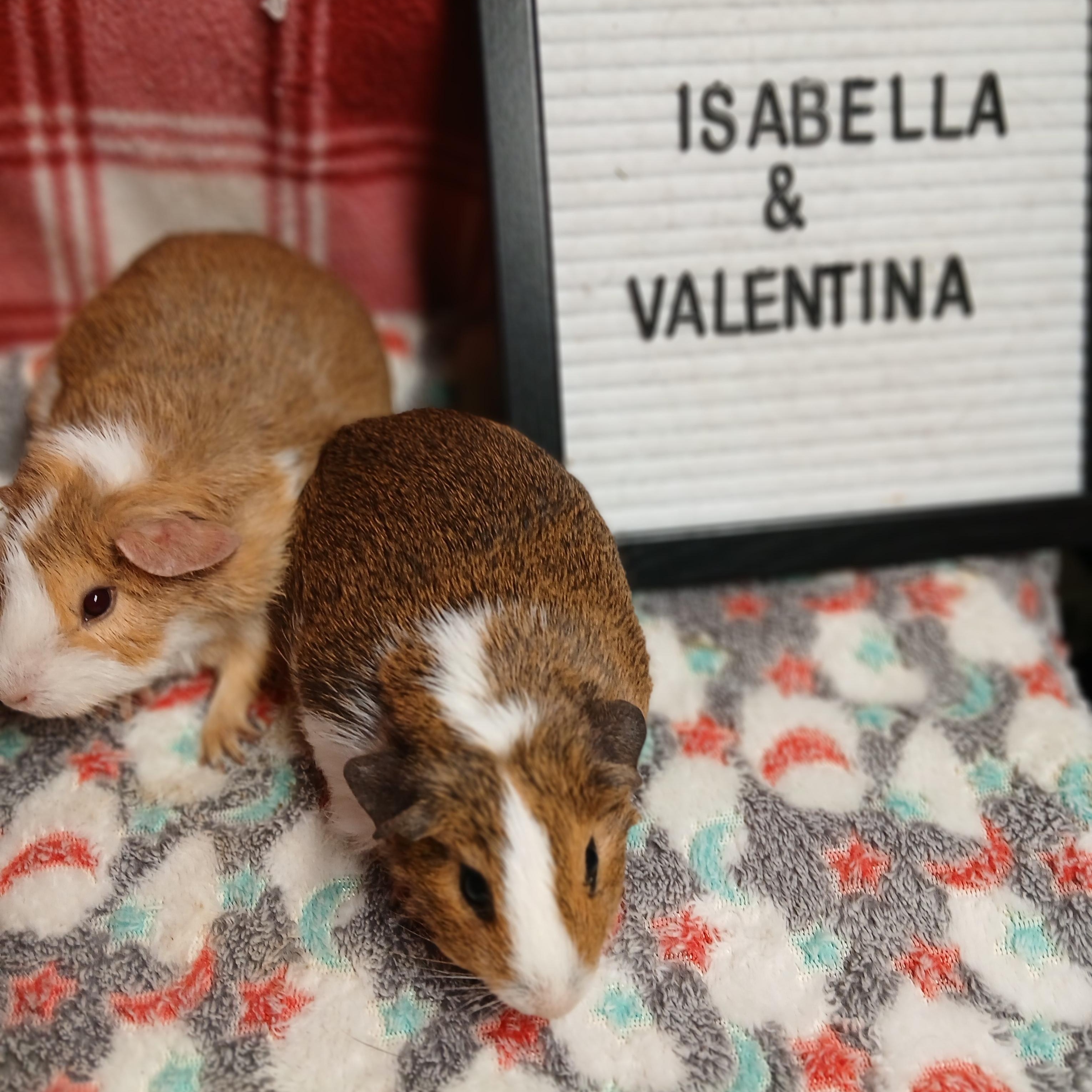 Enlarge Isabella and Valentina , an adoptable Short-Haired in Dearborn, MO image 2/6