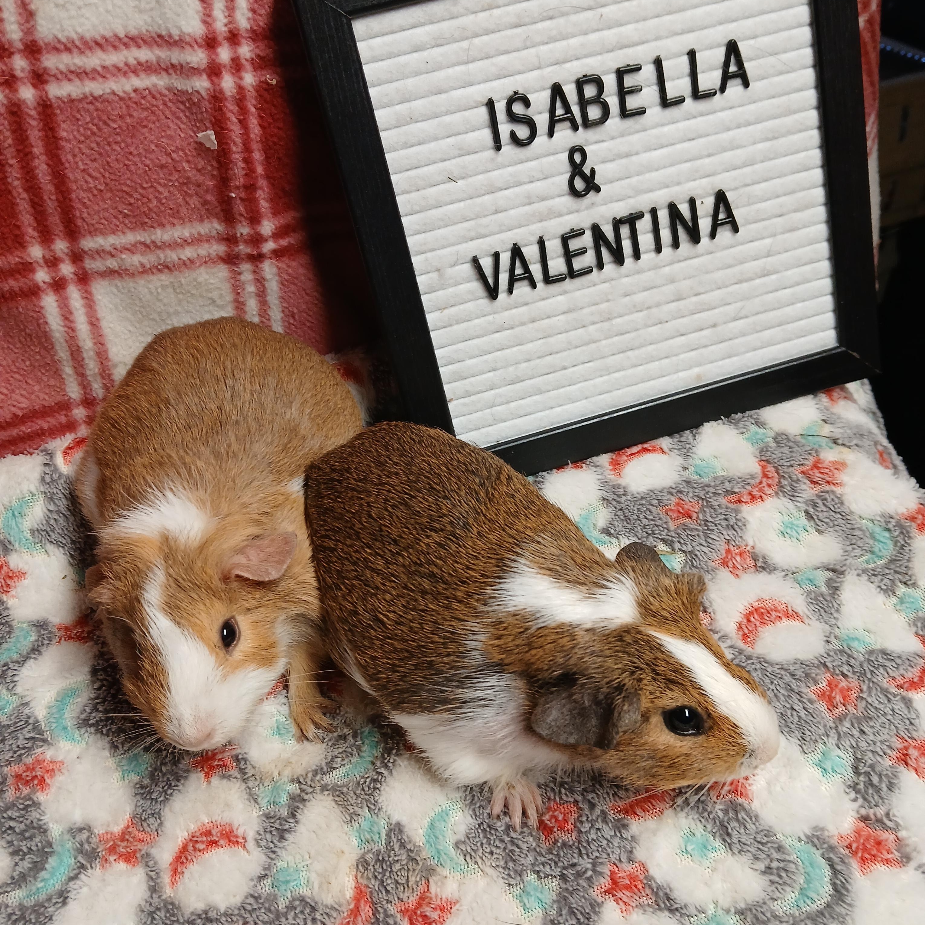 Enlarge Isabella and Valentina , an adoptable Short-Haired in Dearborn, MO image 6/6