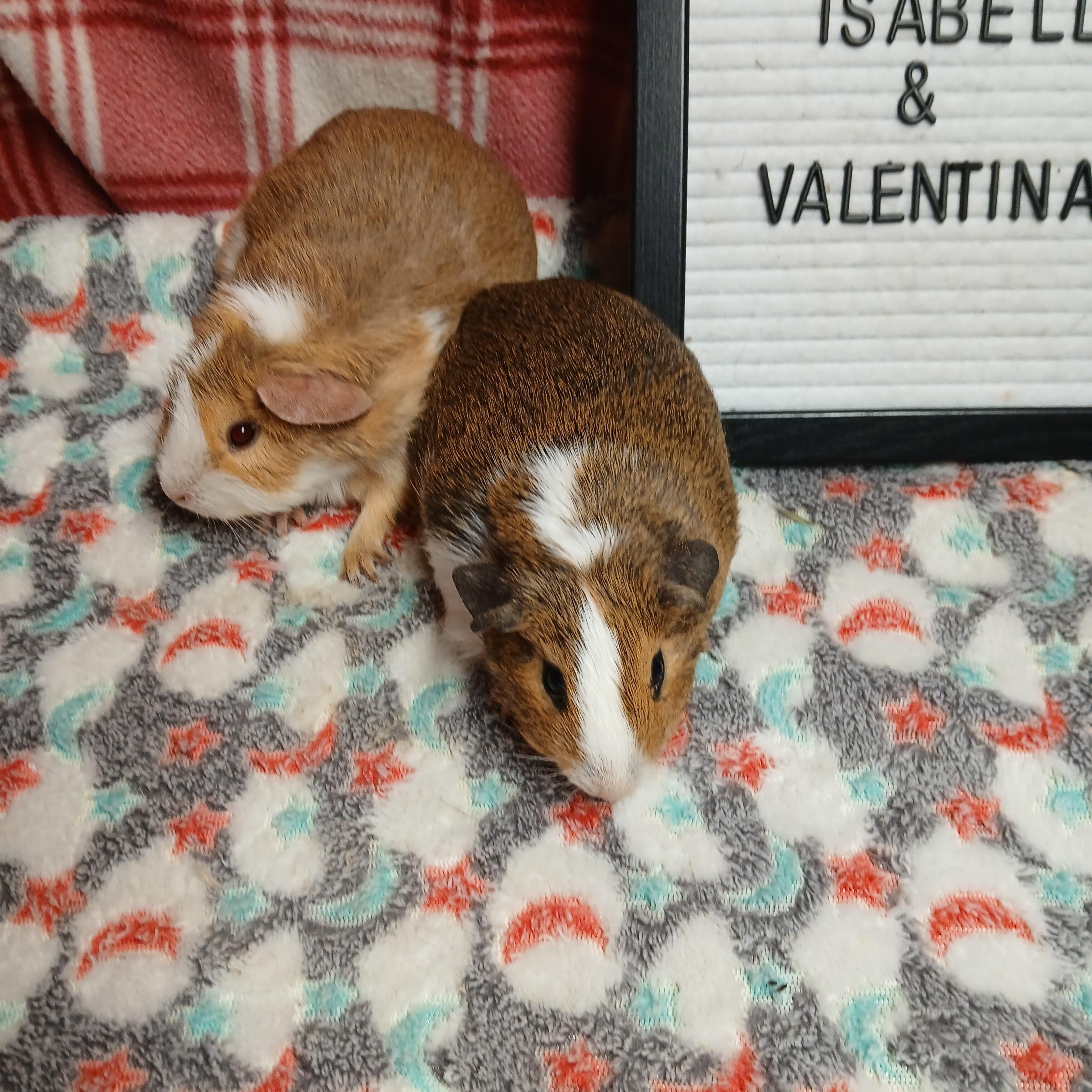 Enlarge Isabella and Valentina , an adoptable Short-Haired in Dearborn, MO image 5/6