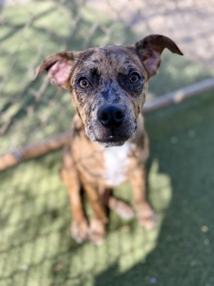 Reed, Adoptable, Young Male Retriever & Mixed Breed.