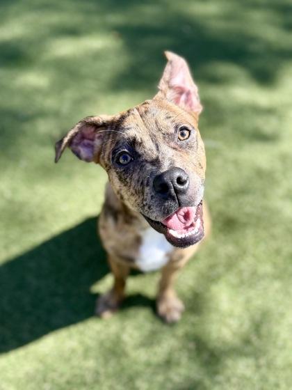 Enlarge Reed, a Adoptable mixed breed in Picayune, MS image 3/3