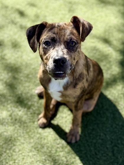 Enlarge Reed, a Adoptable mixed breed in Picayune, MS image 3/3