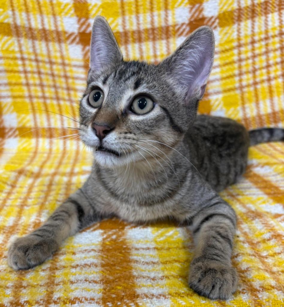 Paper Clip, Adopted, Kitten Male Domestic Short Hair.