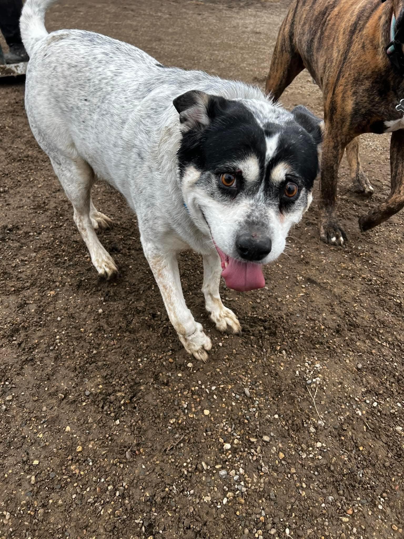 Roxanne, a Adoptable mixed breed in Sioux City, IA image 4/4