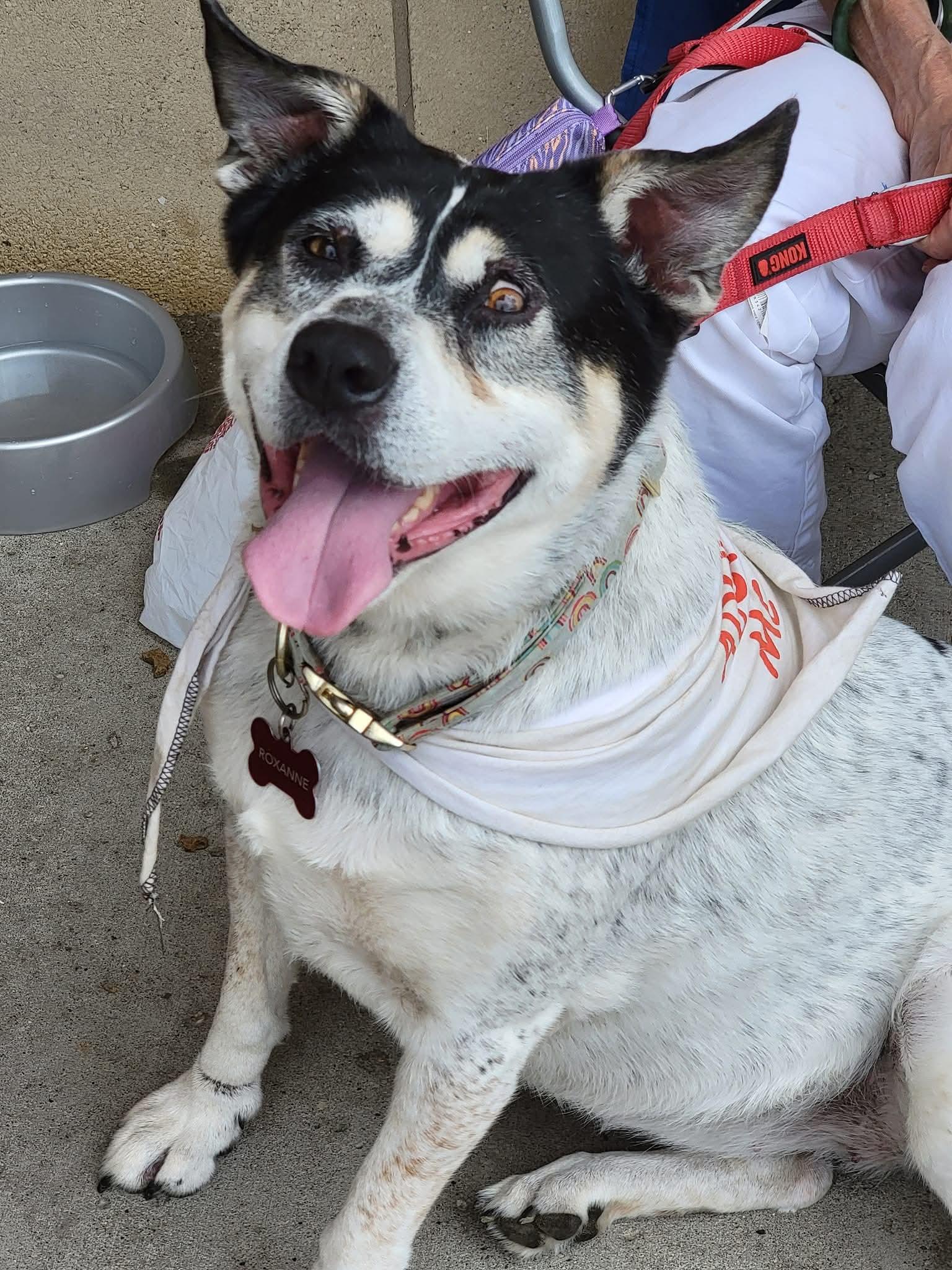 Roxanne, a Adoptable mixed breed in Sioux City, IA image 3/4
