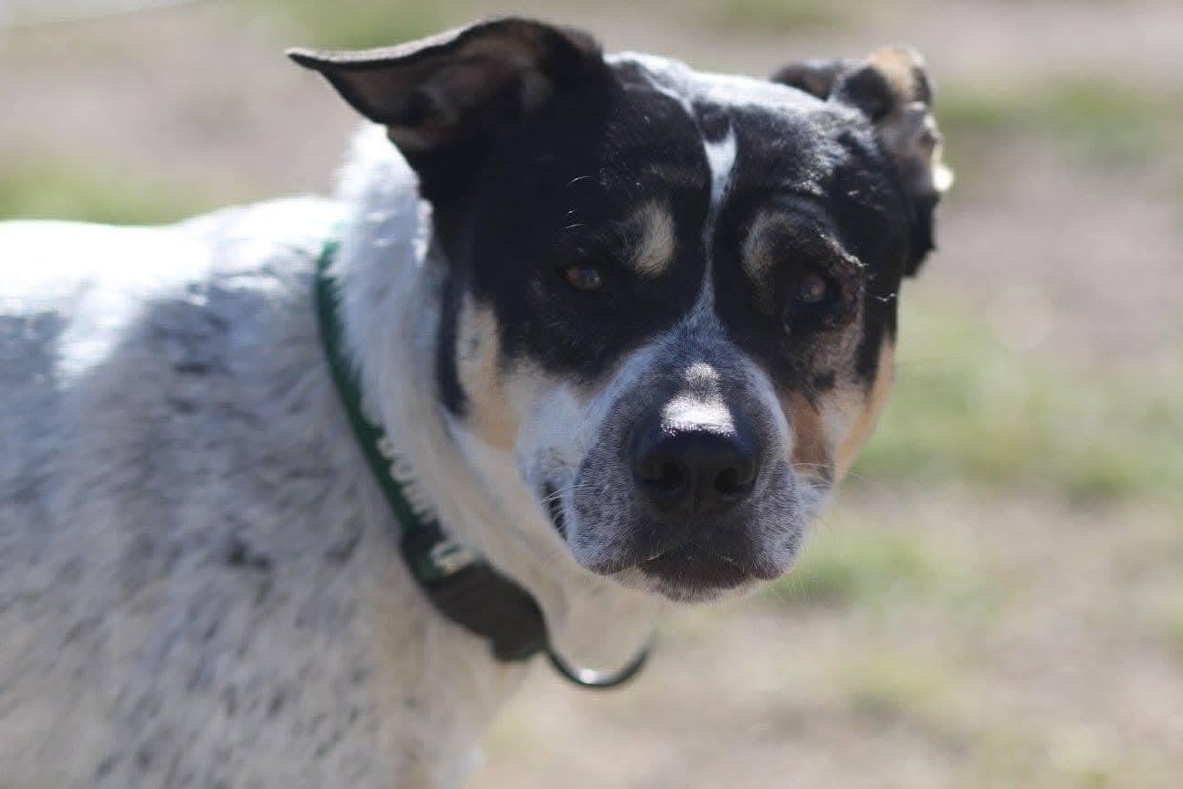 Roxanne, a Adoptable mixed breed in Sioux City, IA image 2/4