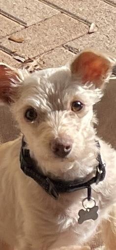 Enlarge Blue Bell, a Adoptable mixed breed in Richardson, TX image 3/6