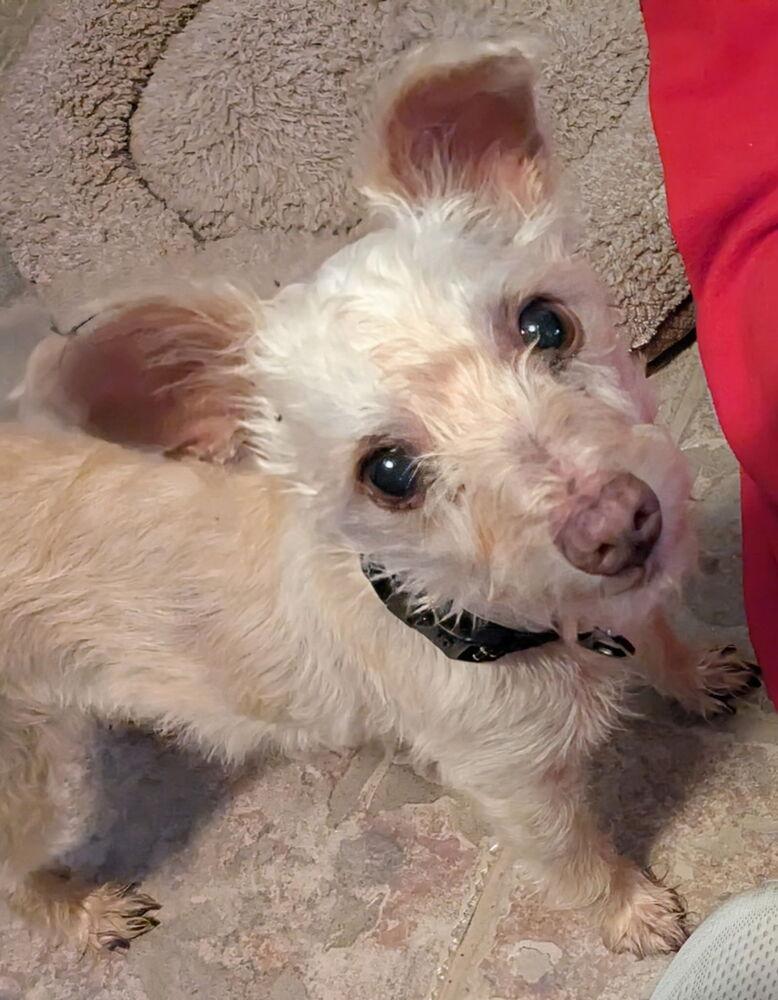 Blue Bell, a Adoptable mixed breed in Richardson, TX image 1/6