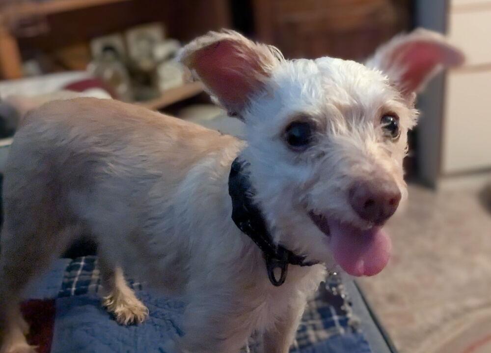 Blue Bell, a Adoptable mixed breed in Richardson, TX image 2/6