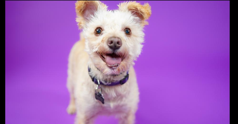 Blue Bell, a Adoptable mixed breed in Richardson, TX image 3/6