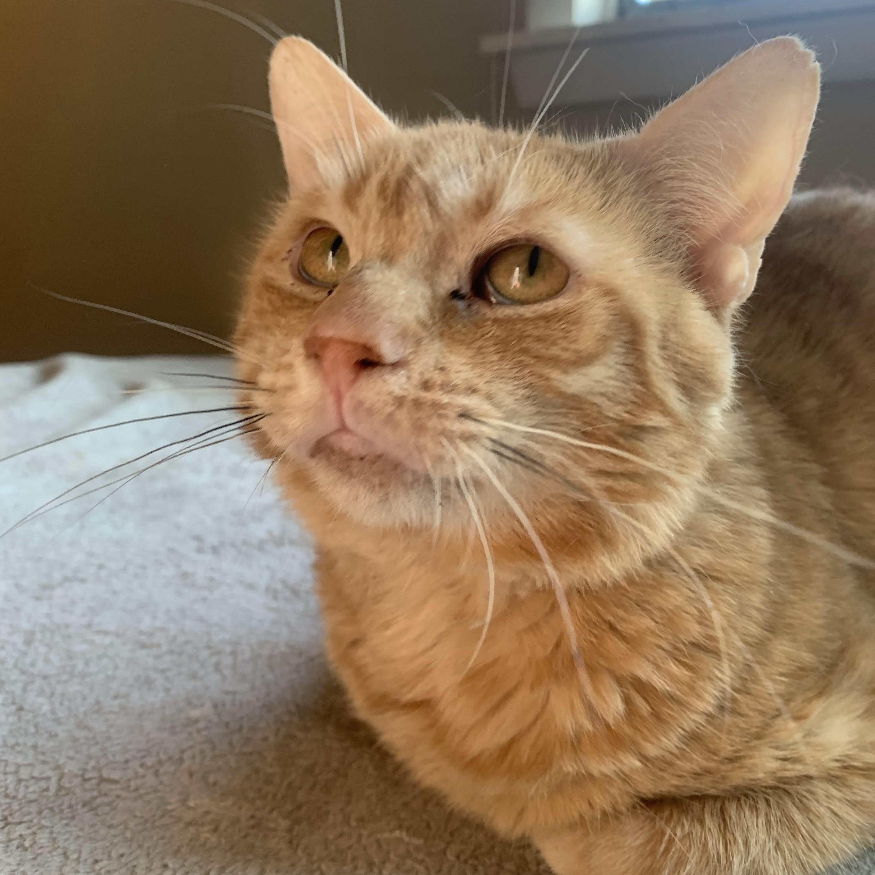 Laro, adopted, Young Male Domestic Short Hair.