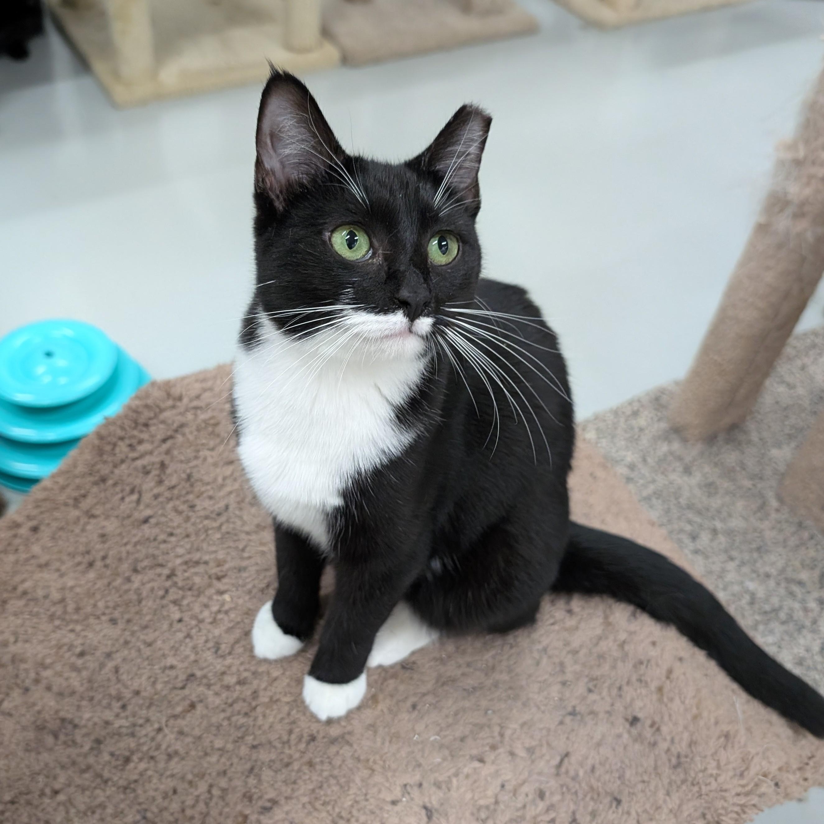 Enlarge Margo, a Adoptable mixed breed in West Palm Beach, FL image 3/6