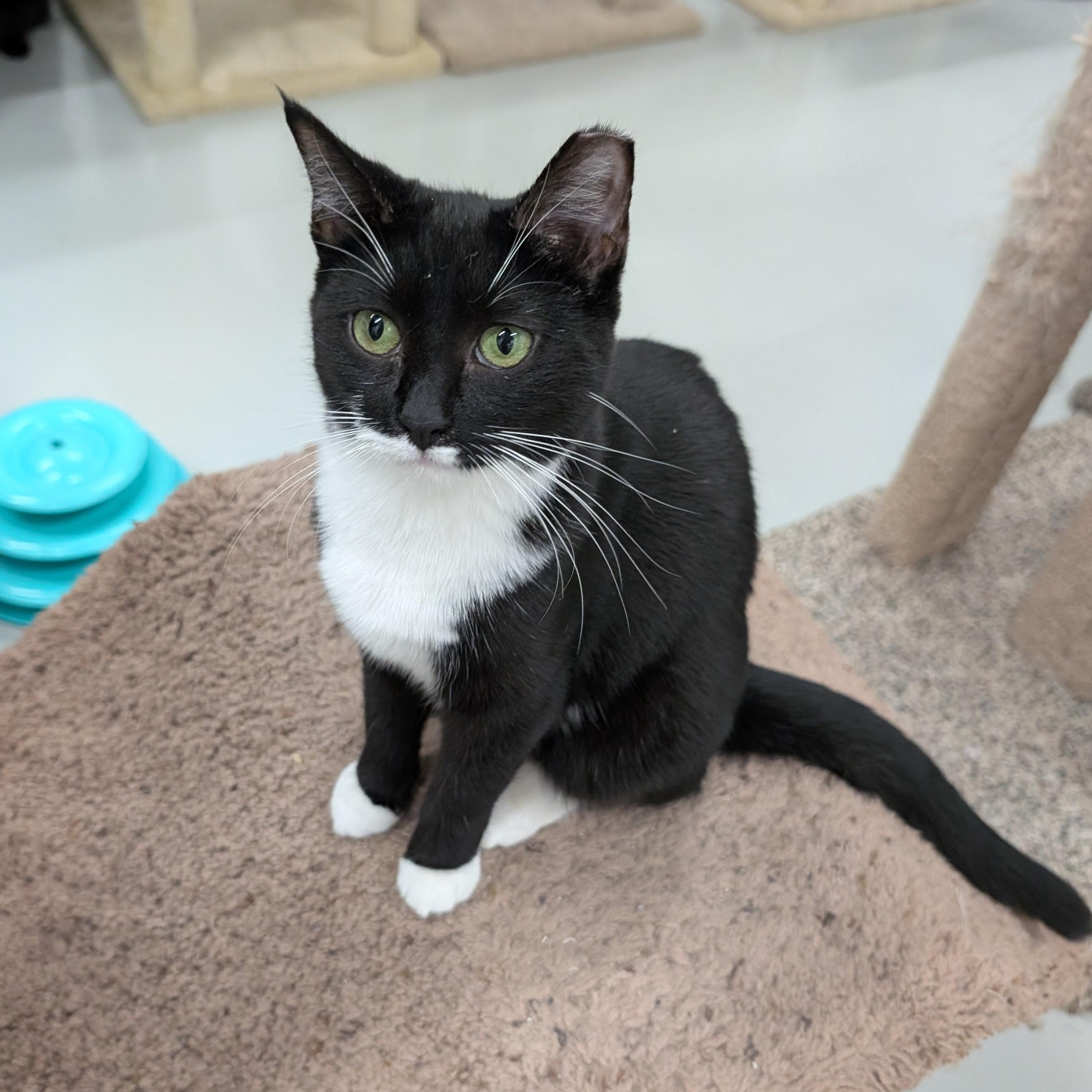 Margo, Adoptable, Young Female Tuxedo & Domestic Short Hair.