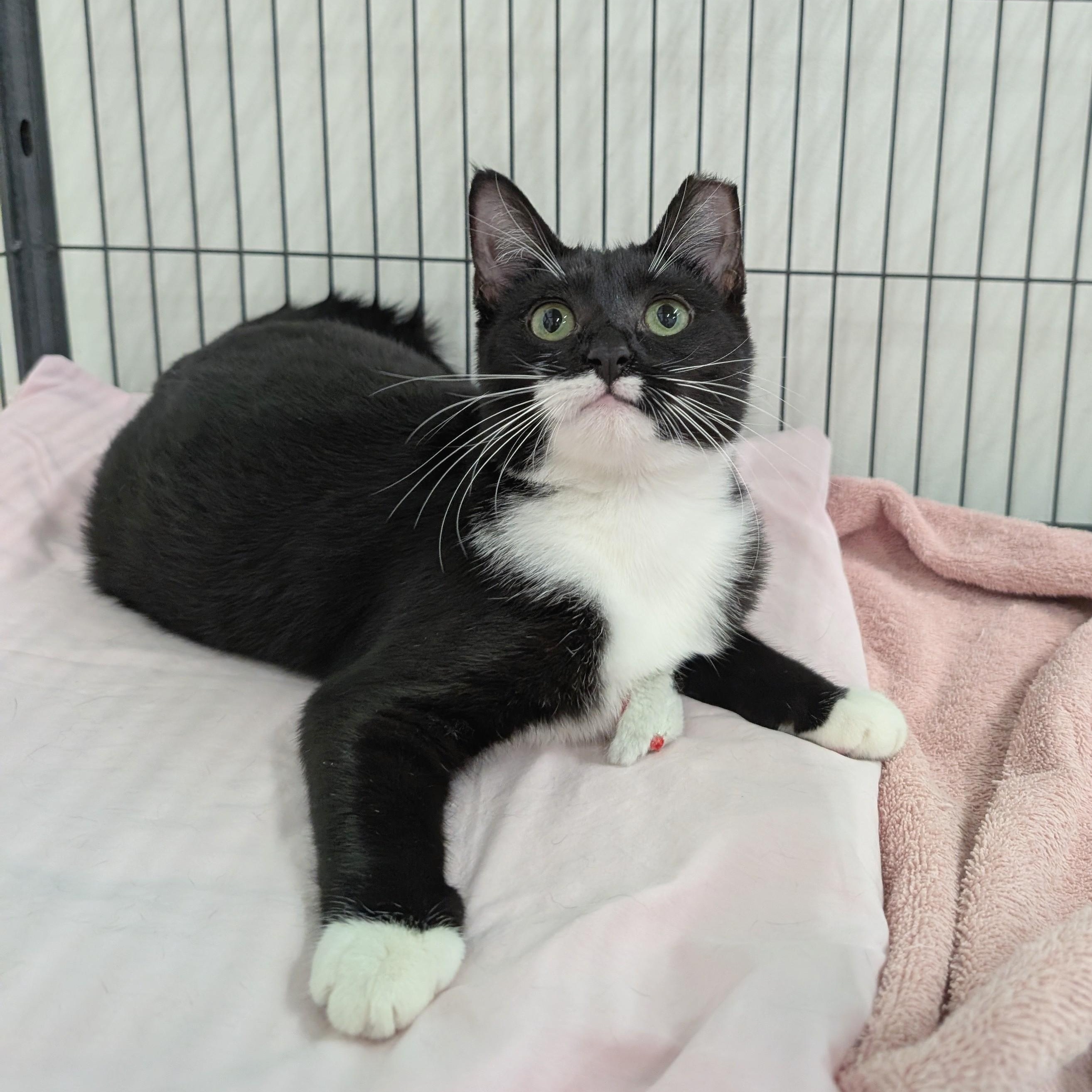 Enlarge Margo, a Adoptable mixed breed in West Palm Beach, FL image 2/6