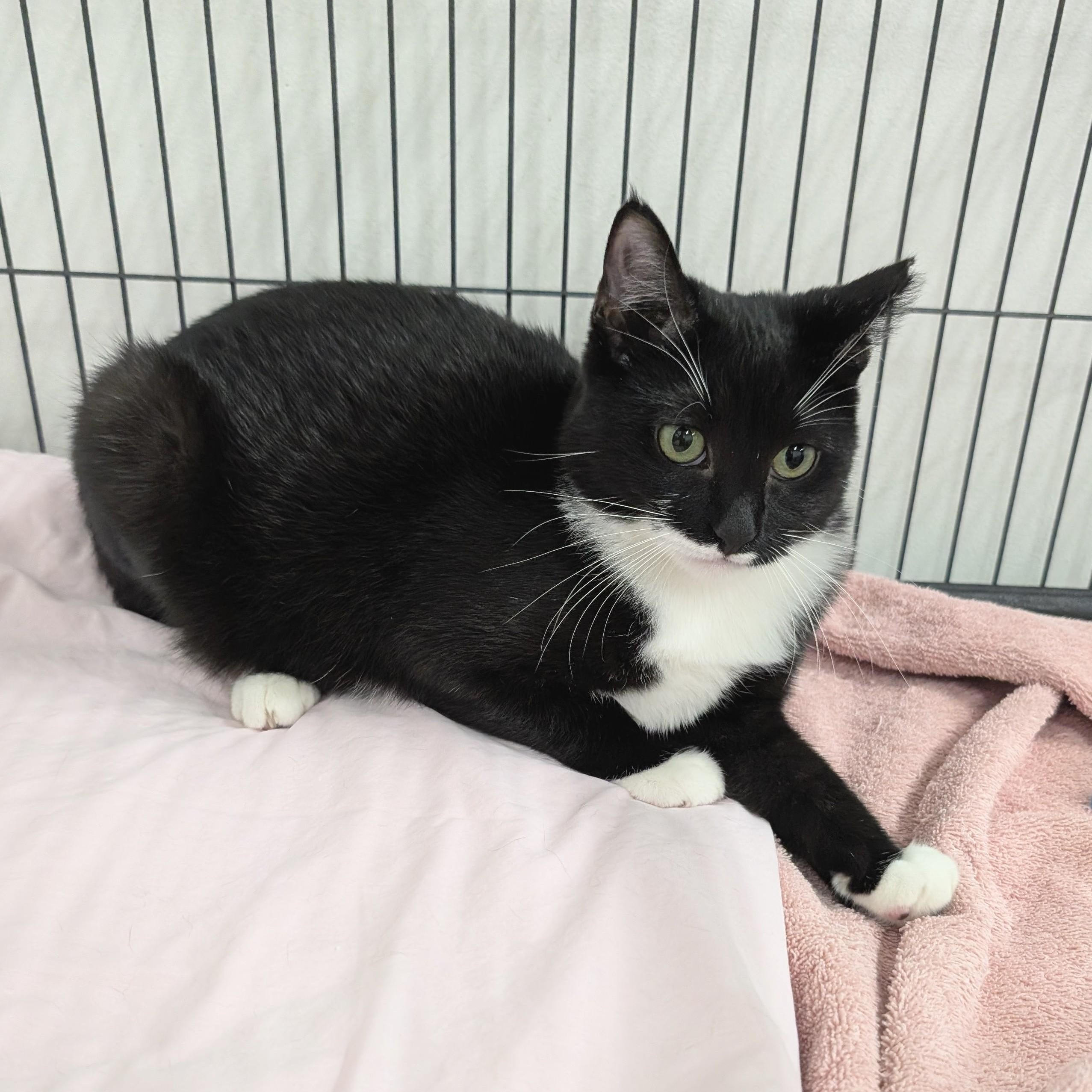 Enlarge Margo, a Adoptable mixed breed in West Palm Beach, FL image 4/6