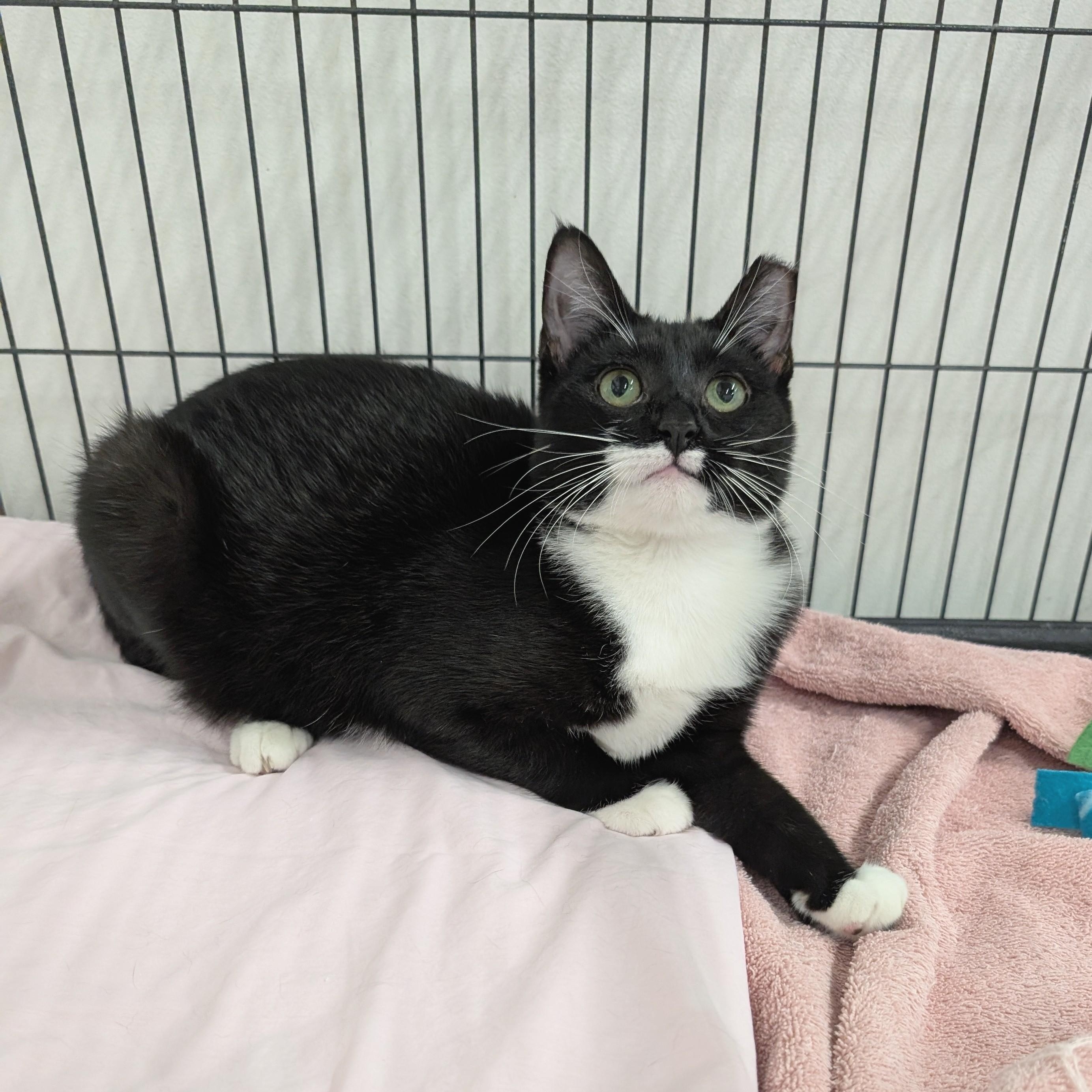 Enlarge Margo, a Adoptable mixed breed in West Palm Beach, FL image 5/6