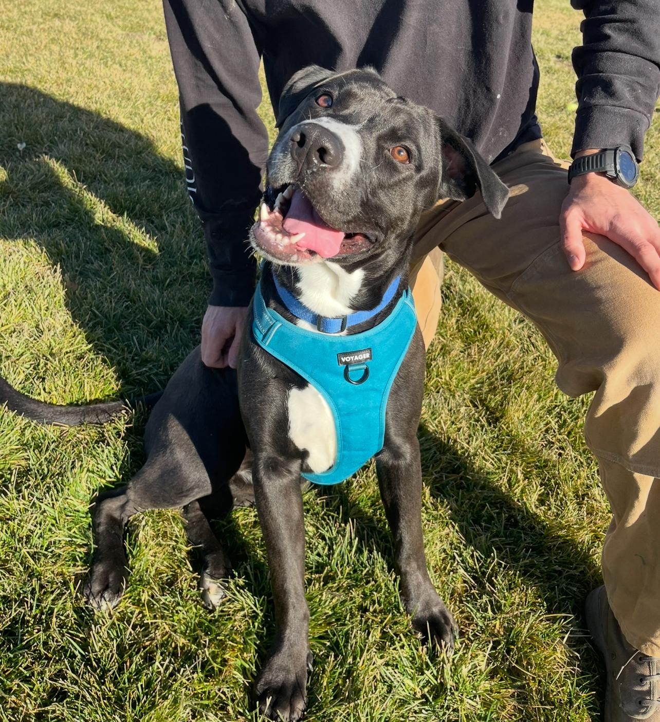 Tallen, a Adoptable mixed breed in Prineville, OR image 1/6