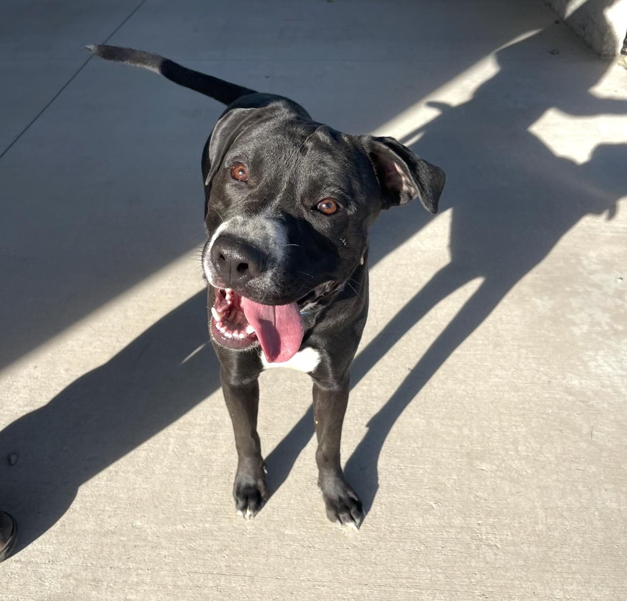 Tallen, a Adoptable mixed breed in Prineville, OR image 2/6